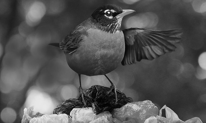 Photo of Meen a robin posed on a pile of plastic bags
