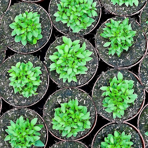 Grid of plastic plant pots