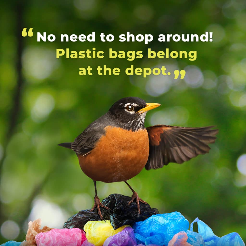 image of robin standing on top of pile of plastic bags